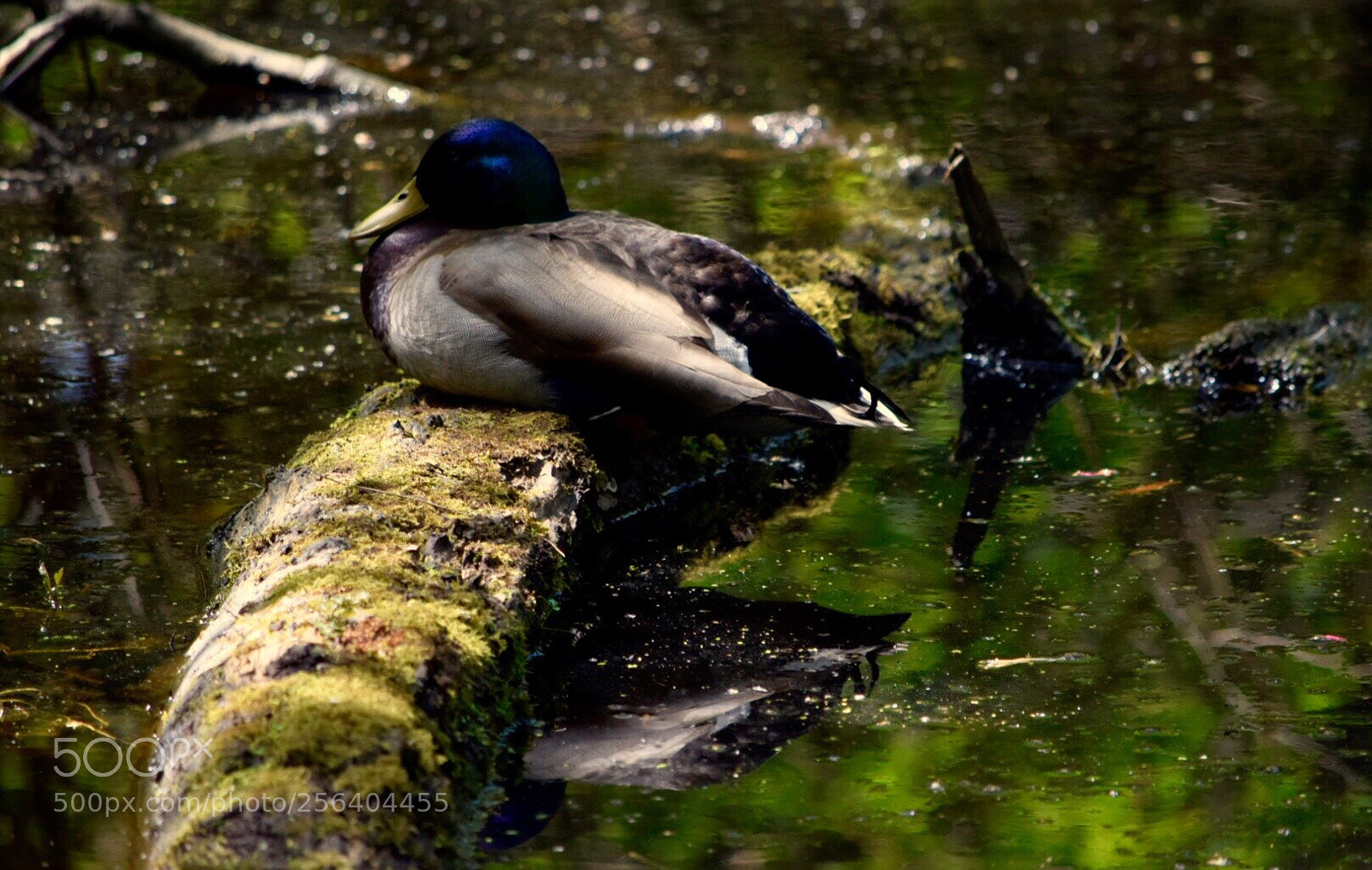 Nikon D5300 sample photo. Untitled photography