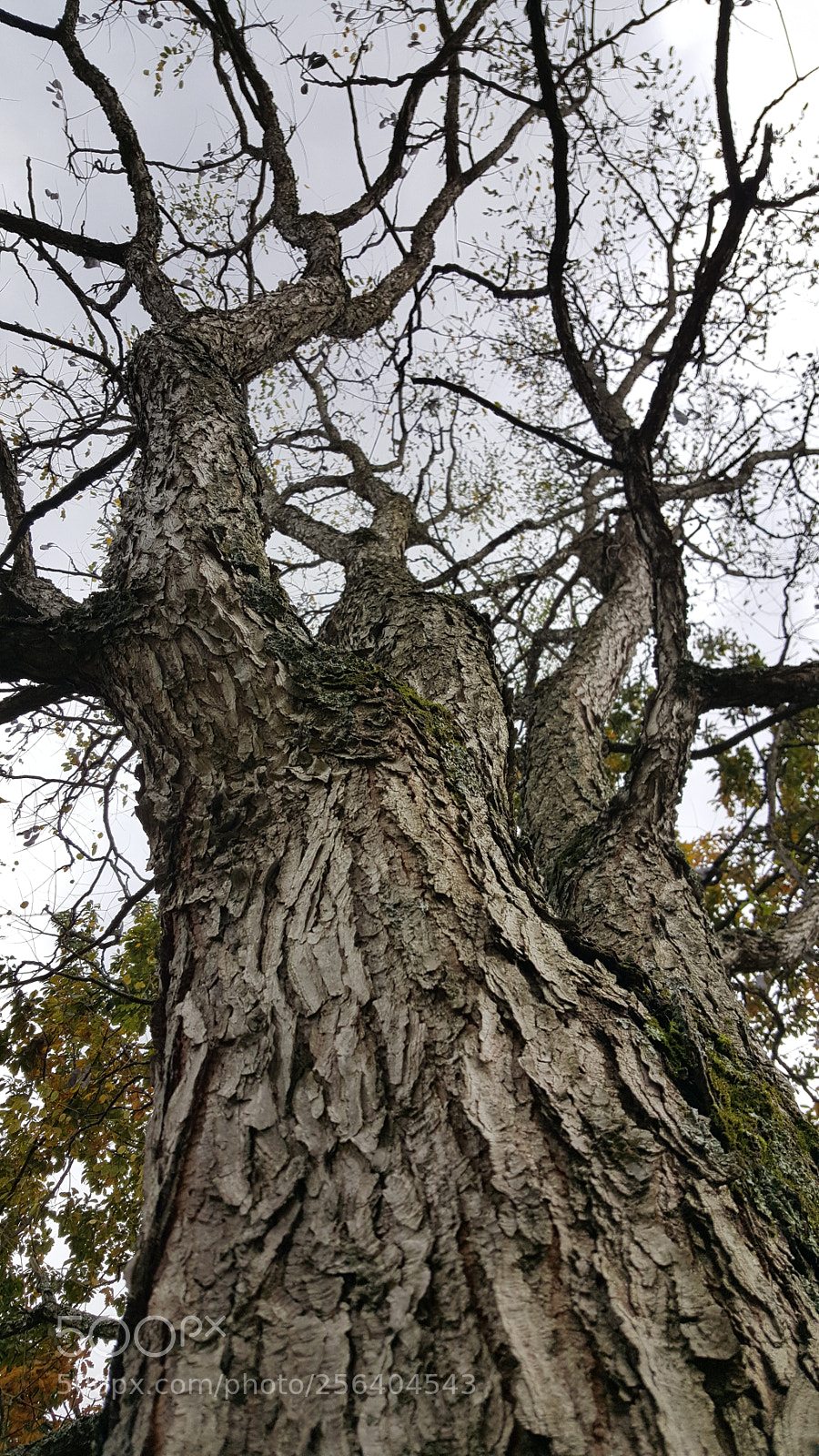 Samsung Galaxy S6 sample photo. Untitled photography