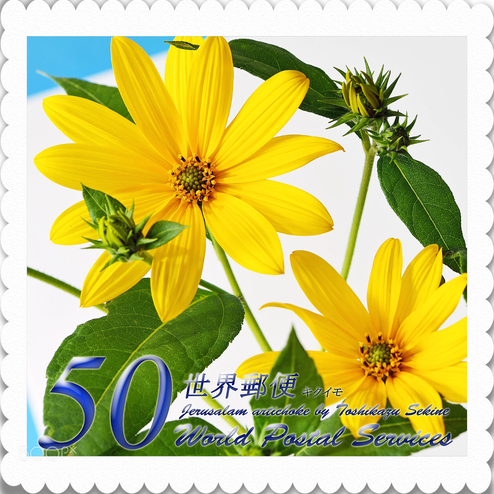 Nikon D800E sample photo. Jerusalam artichoke photography