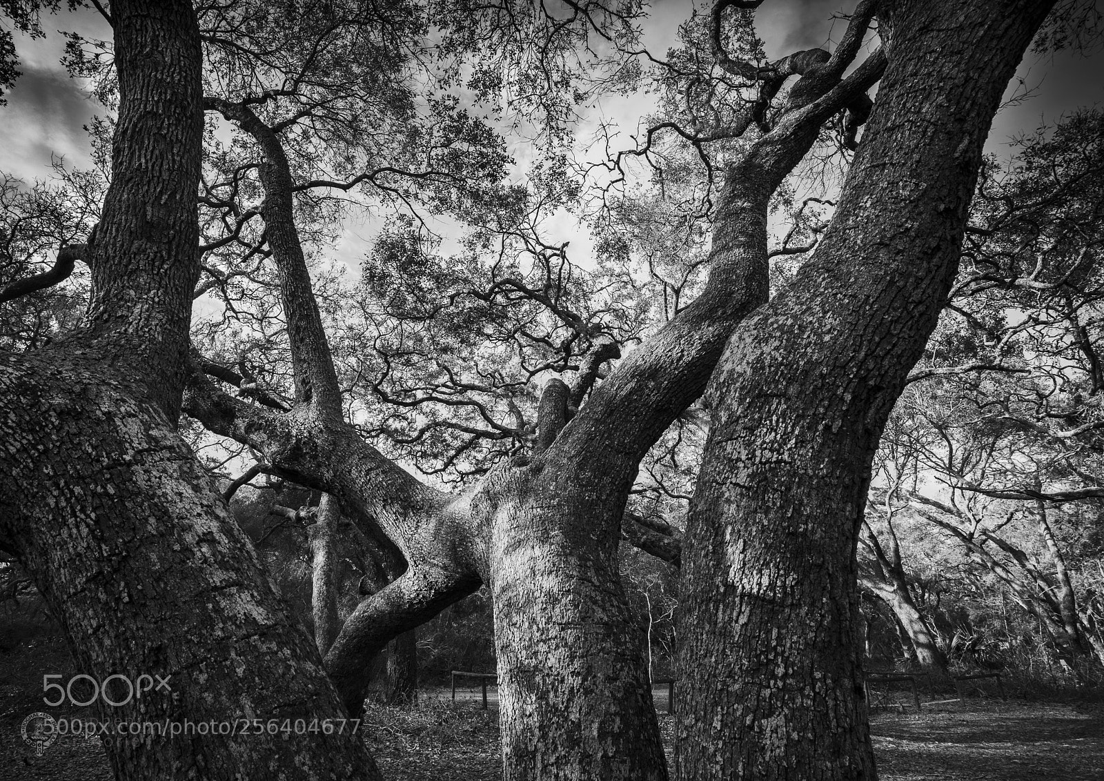 Nikon D7100 sample photo. Tree dancing photography