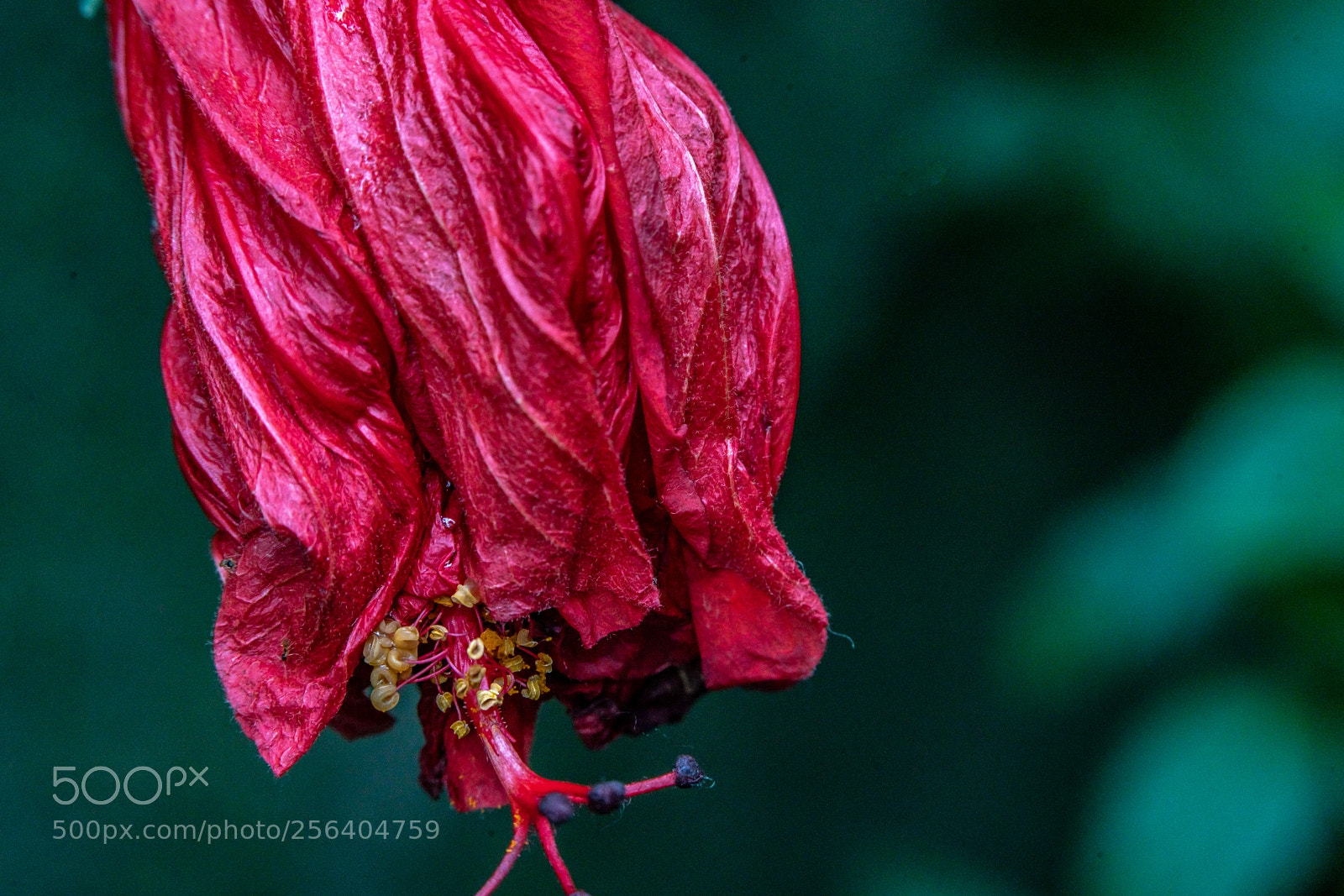 Sony a7R II sample photo. Arise photography