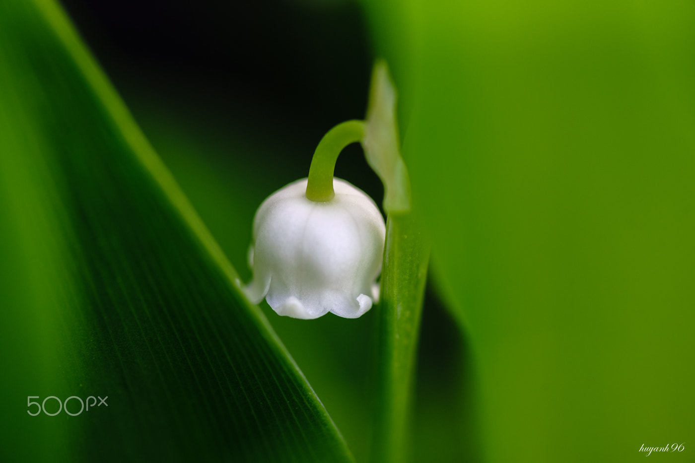 Hasselblad HV sample photo. Lily of the valley photography