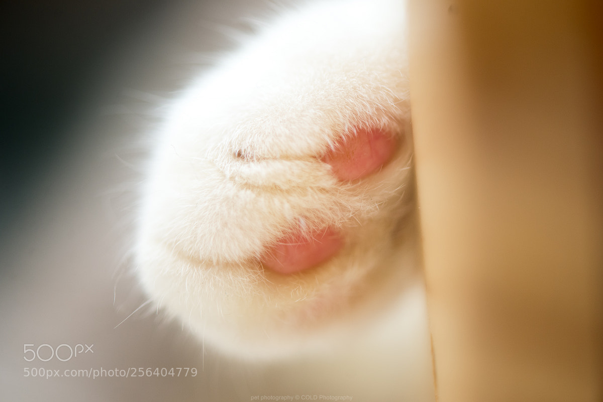 Nikon D610 sample photo. Cat's feet photography