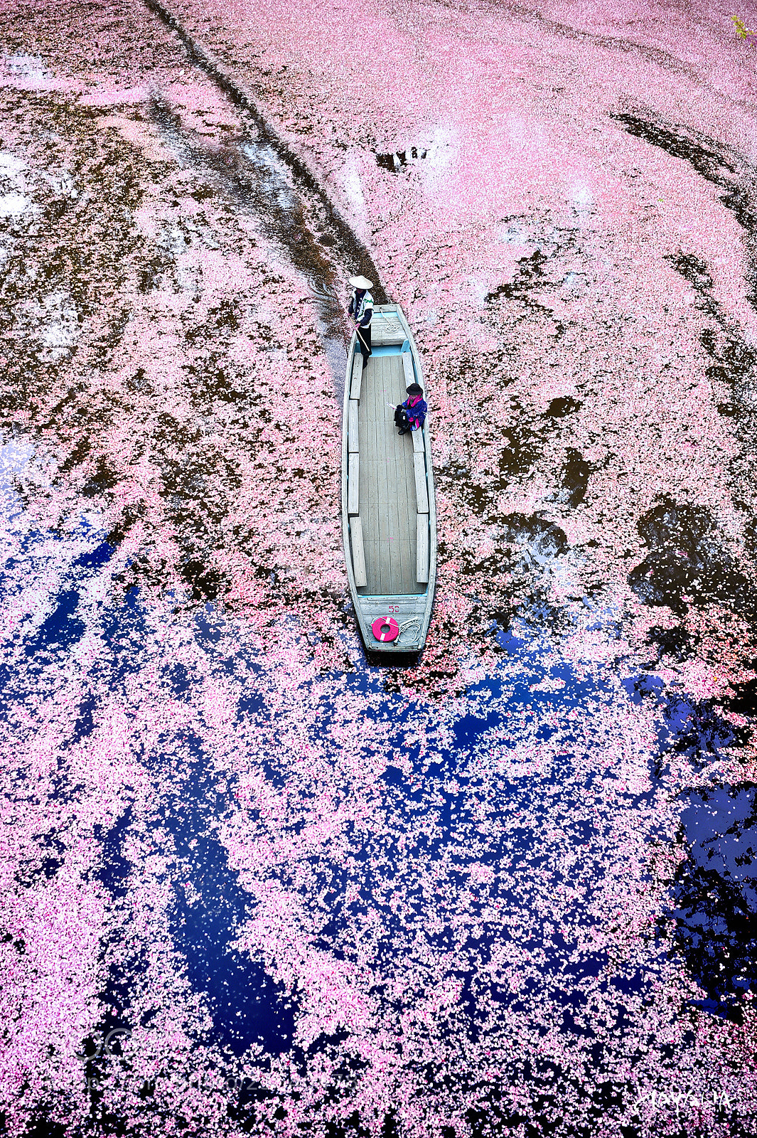 Nikon D4S sample photo. Cherry blossom ending photography