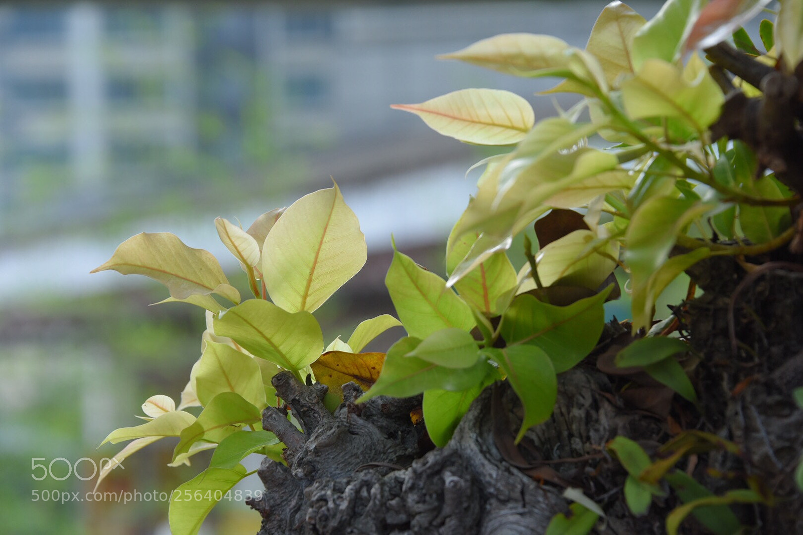 Nikon D750 sample photo. 假菩提樹
ficus rumphii photography