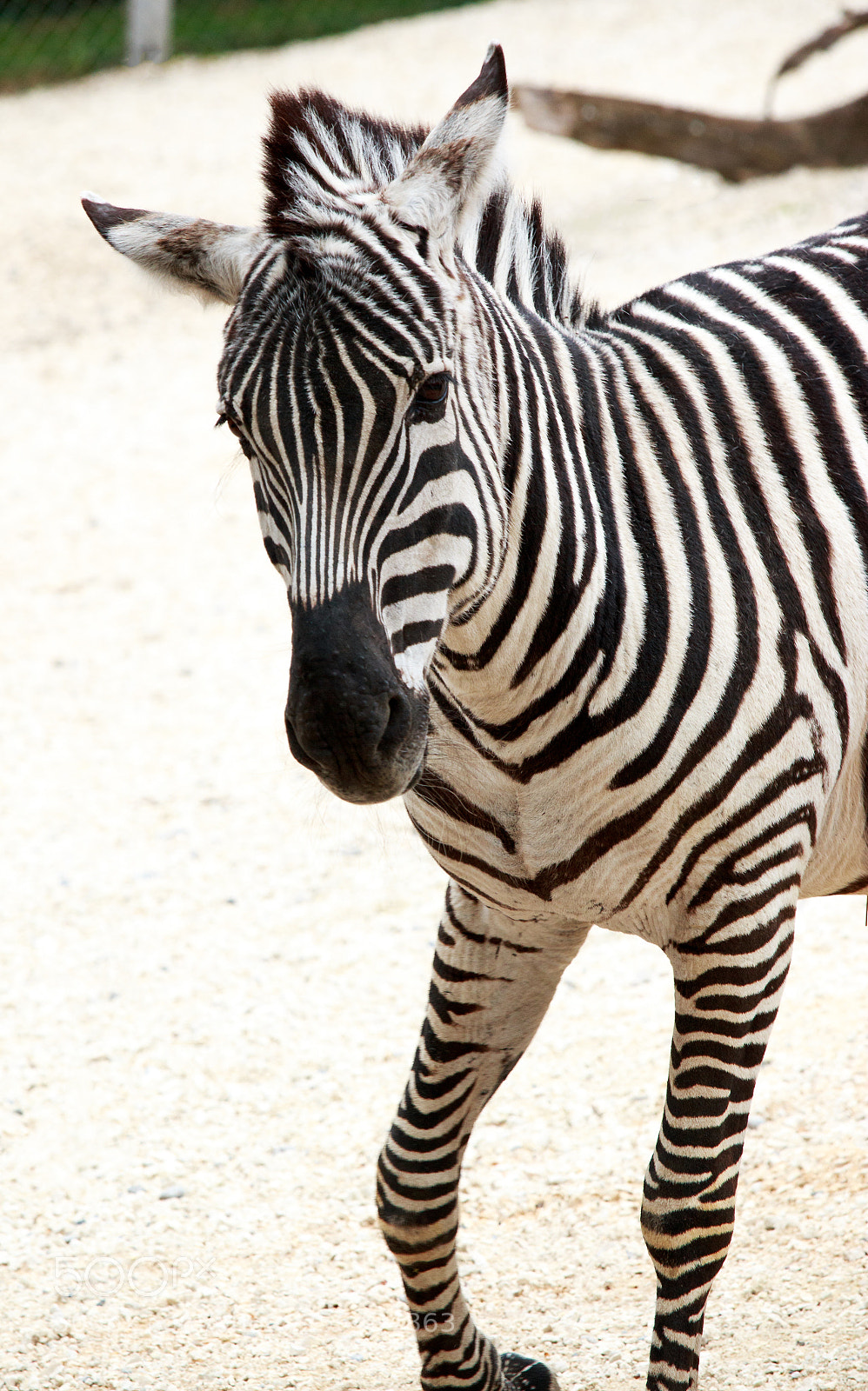 Canon EOS 70D sample photo. Zebra photography