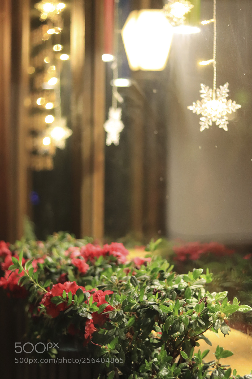 Canon EOS 77D (EOS 9000D / EOS 770D) sample photo. 乌镇小夜景 photography