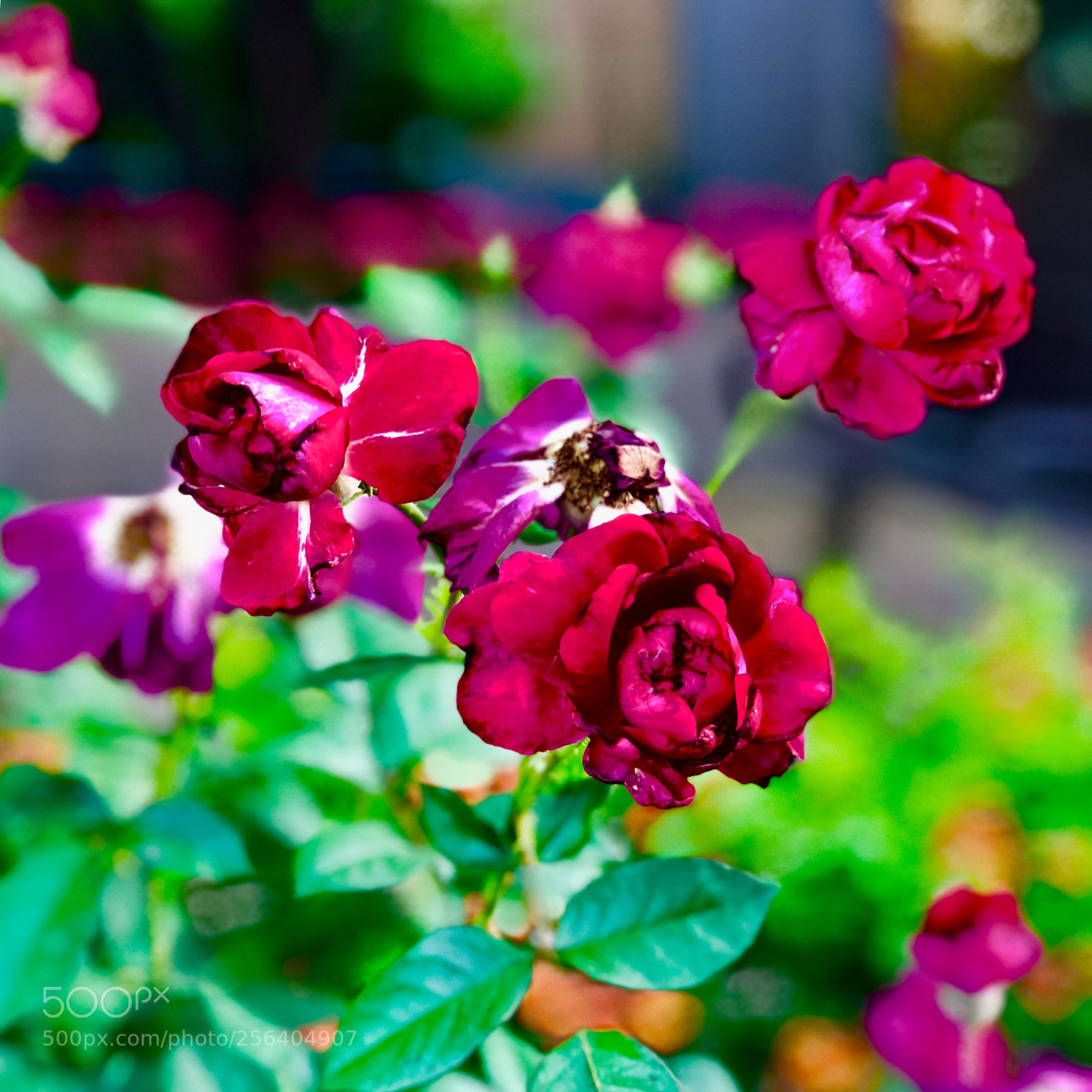 Apple iPhone 8 Plus sample photo. Different kind of rose photography
