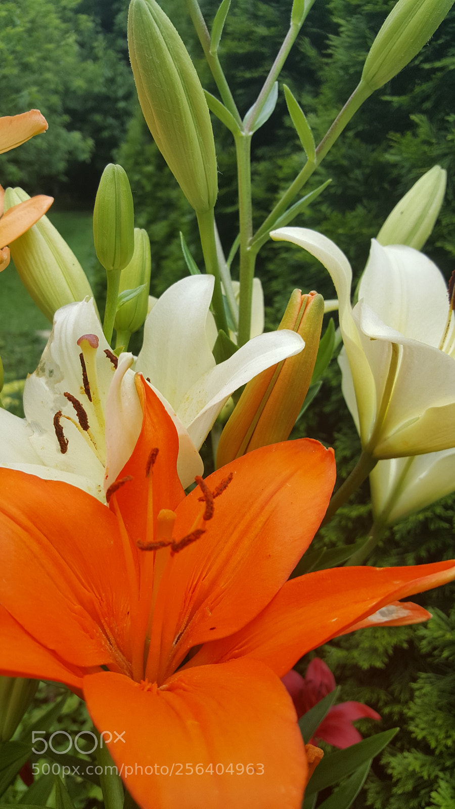 Samsung Galaxy S6 sample photo. Lilly photography
