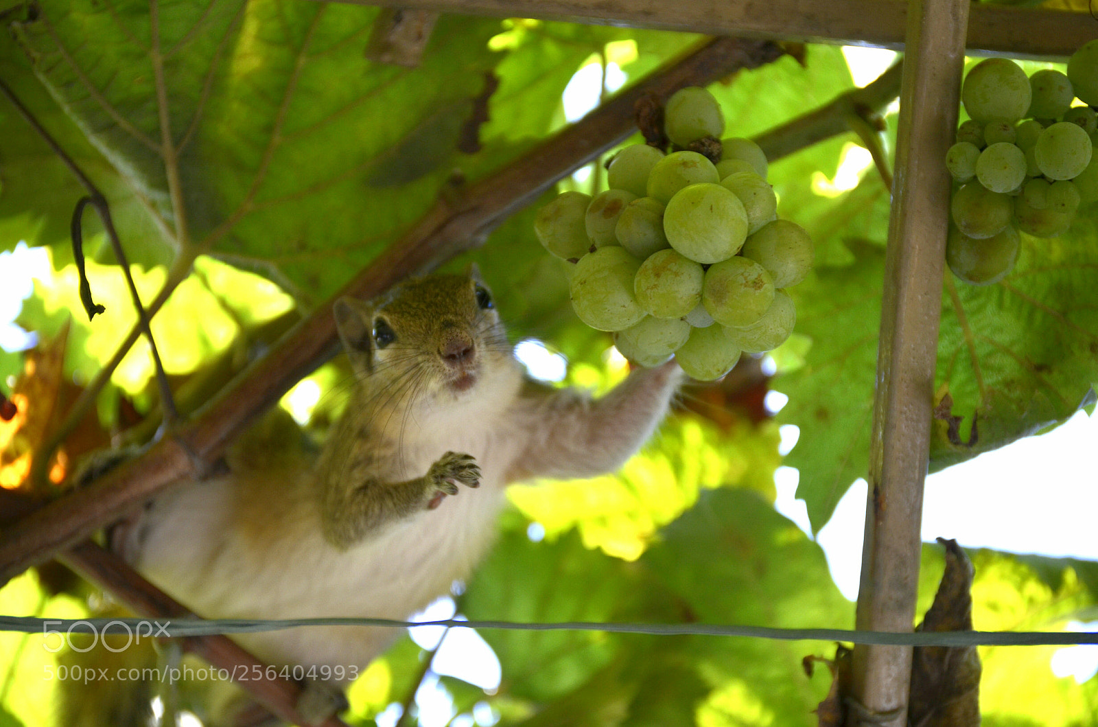 Nikon D5100 sample photo. Untitled photography