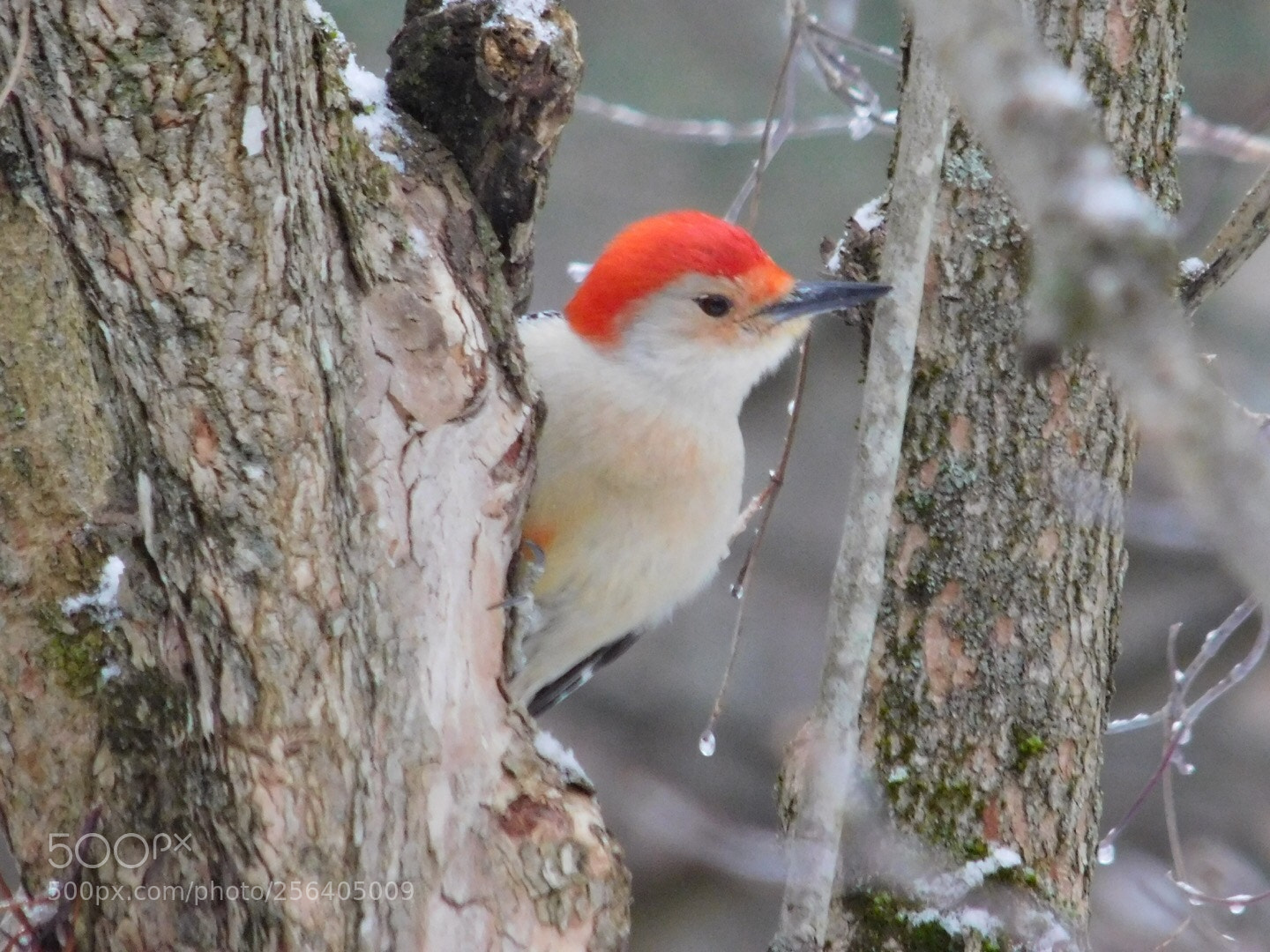 Nikon Coolpix L840 sample photo. Red-bellied woodpecker  photography
