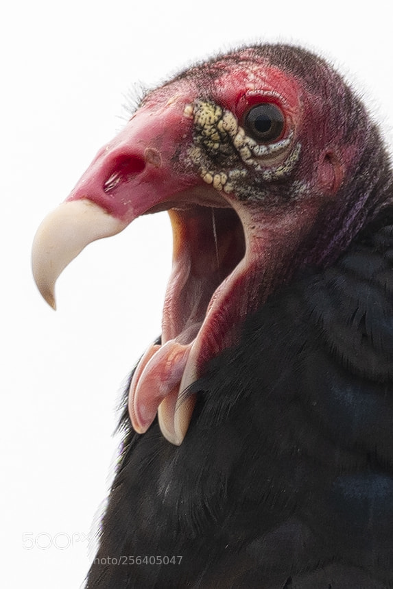 Nikon D850 sample photo. Turkey vulture photography