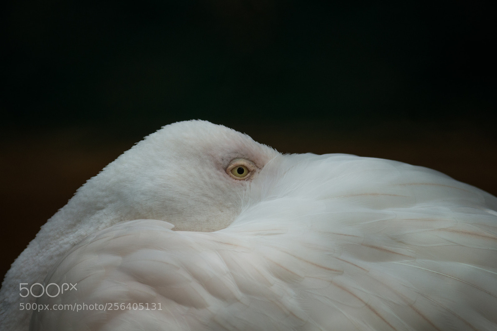 Canon EOS 700D (EOS Rebel T5i / EOS Kiss X7i) sample photo. Flamingo photography