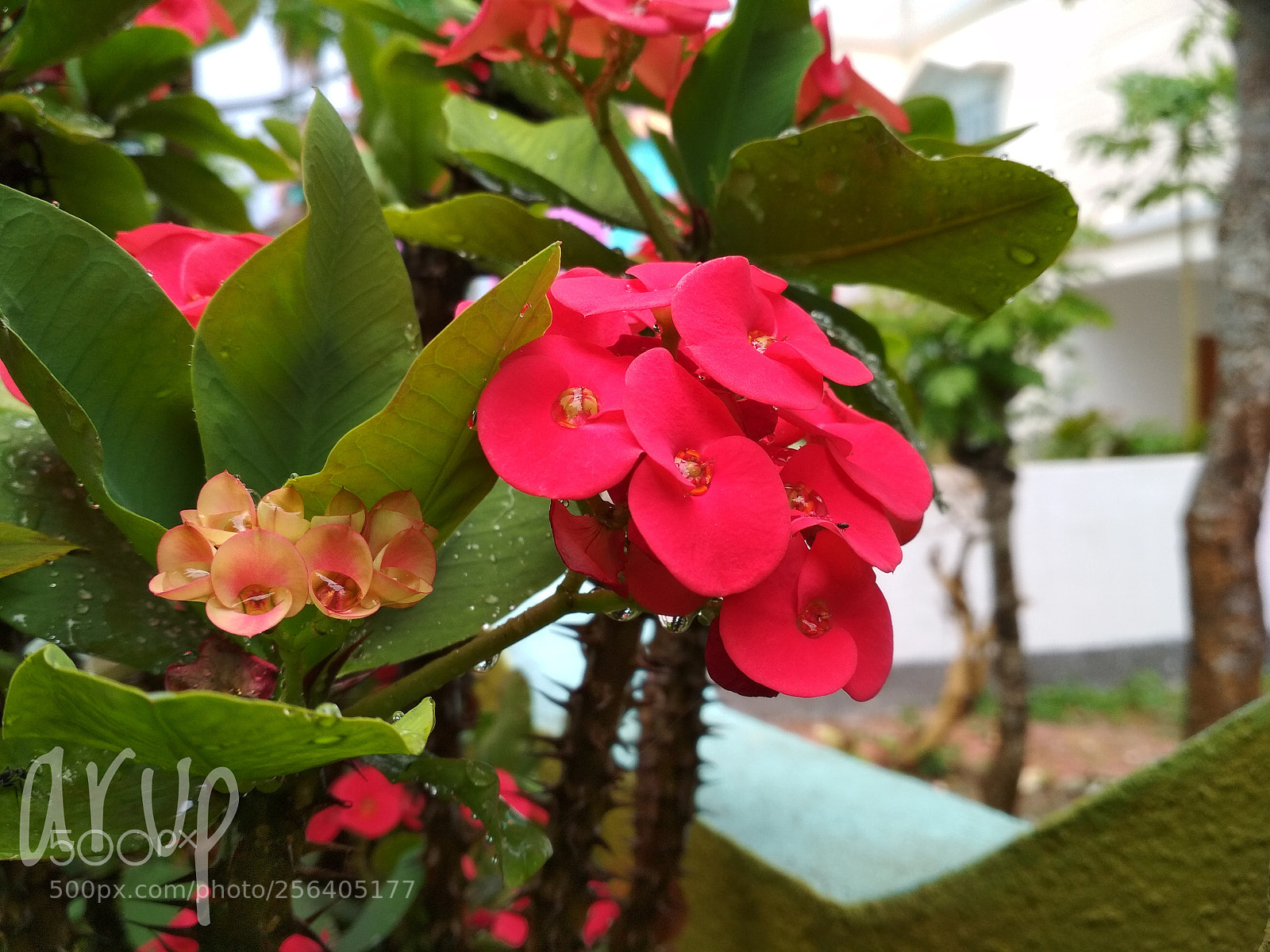 Xiaomi Redmi 4 Pro sample photo. Untitled photography