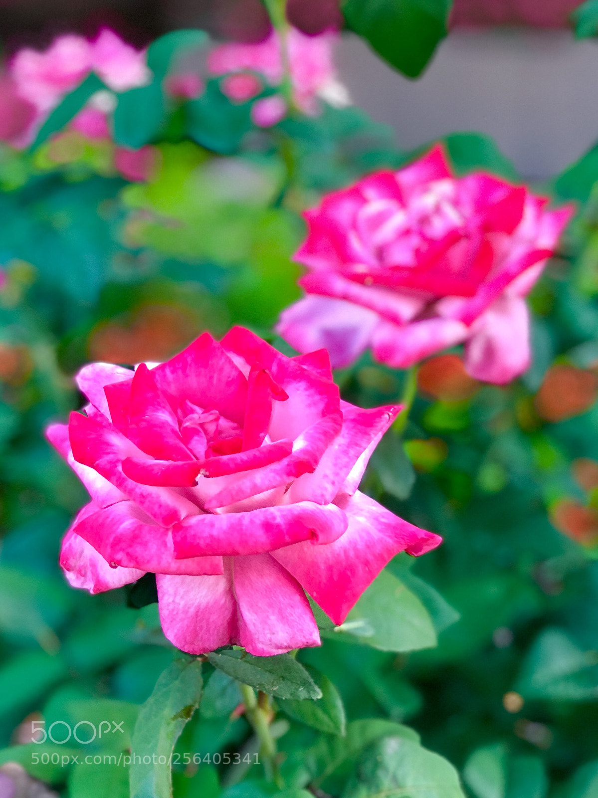 Apple iPhone 8 Plus sample photo. Multicolored rose photography