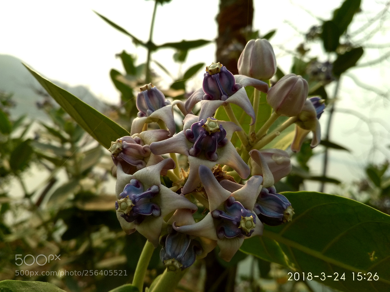 Xiaomi Redmi 4 Pro sample photo. Hdr photography