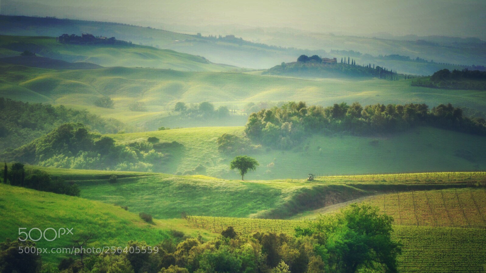 Nikon D7100 sample photo. Tuscan solitaire  photography