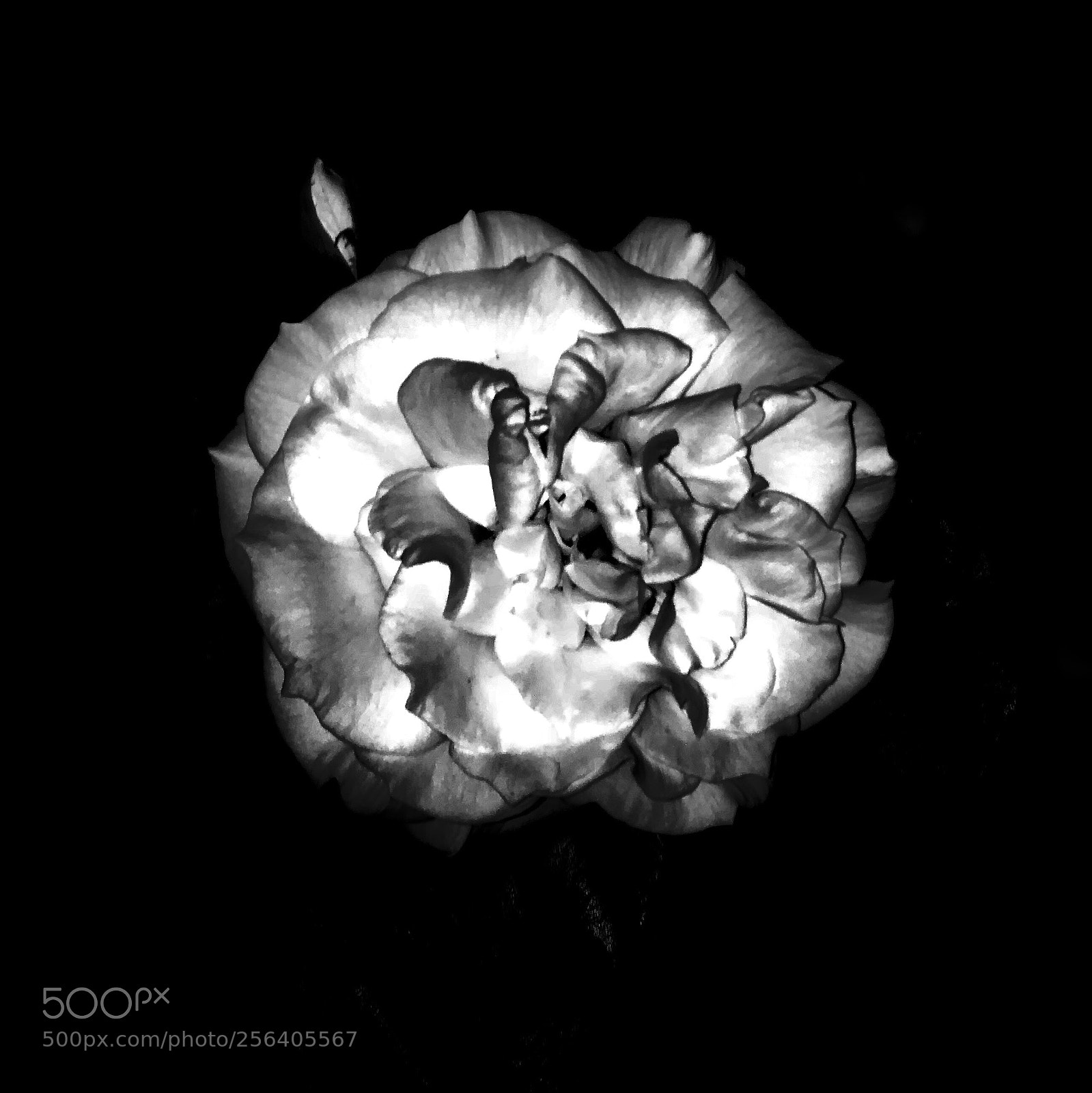 Apple iPhone 8 Plus sample photo. Black & white rose photography