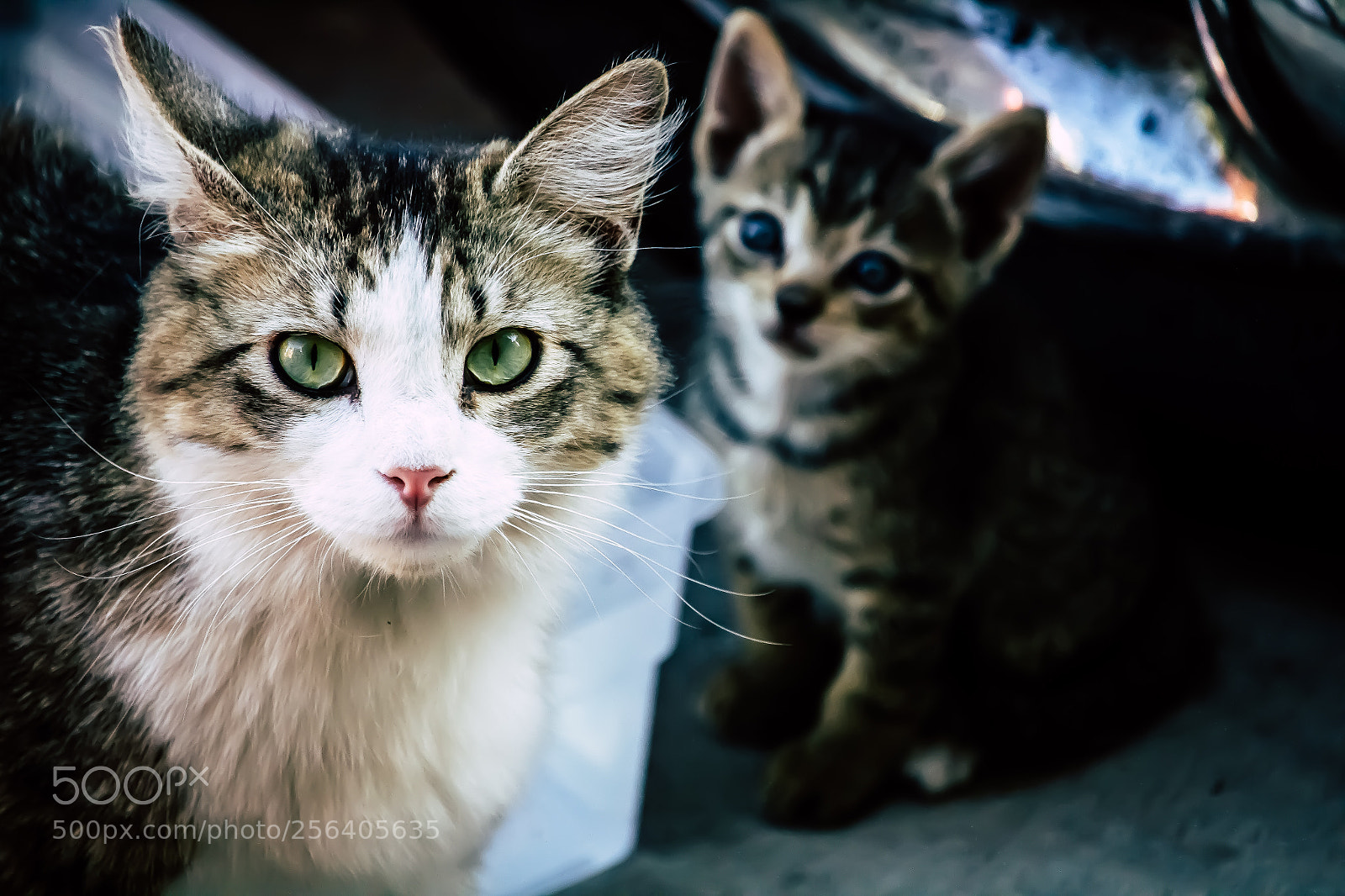 Canon EOS 1200D (EOS Rebel T5 / EOS Kiss X70 / EOS Hi) sample photo. Madmoomacat photography