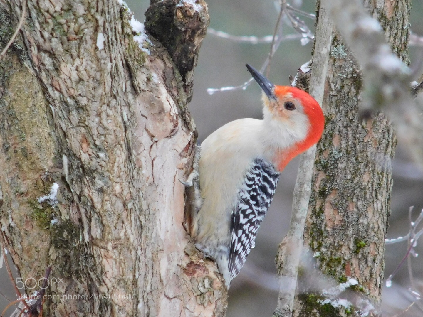 Nikon Coolpix L840 sample photo. Red-bellied woodpecker  photography