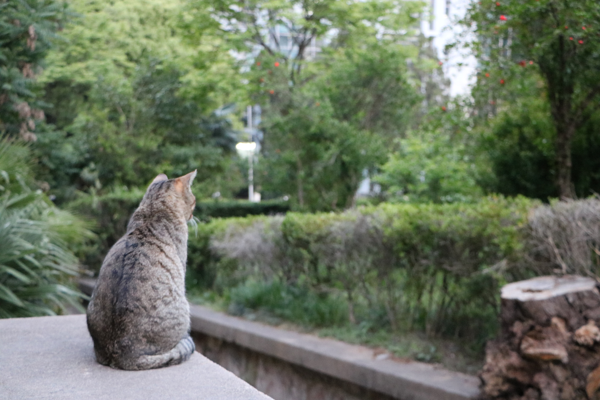 Canon EOS 750D (EOS Rebel T6i / EOS Kiss X8i) sample photo