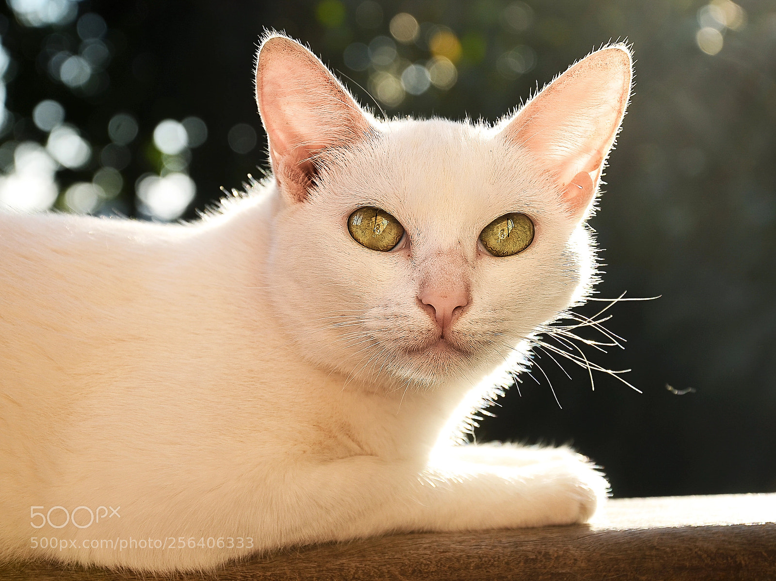 Nikon D7000 sample photo. - photography