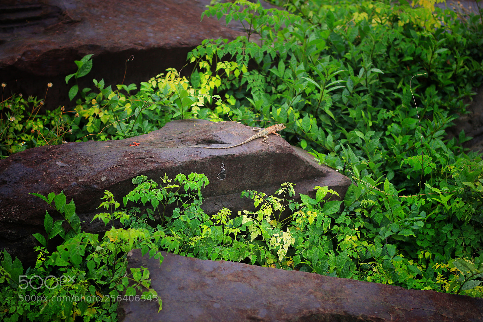 Canon EOS 70D sample photo. Animals photography