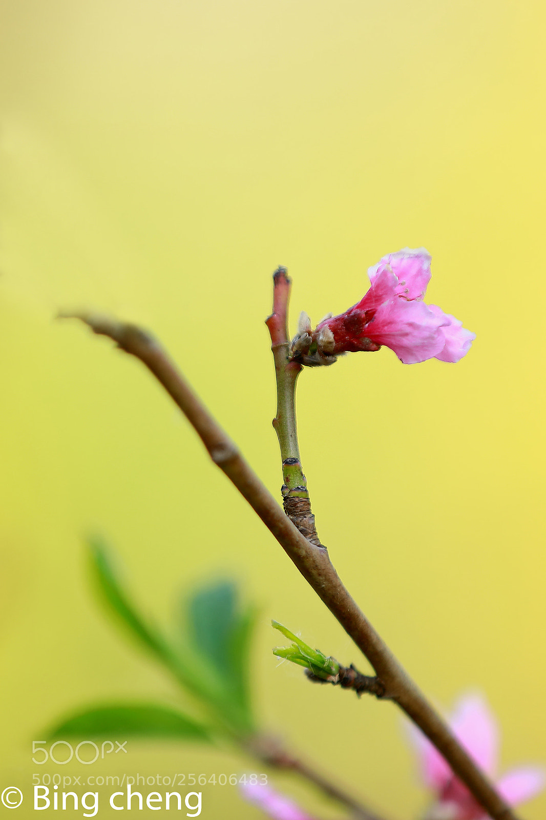 Canon EOS 5D Mark IV sample photo. A photography