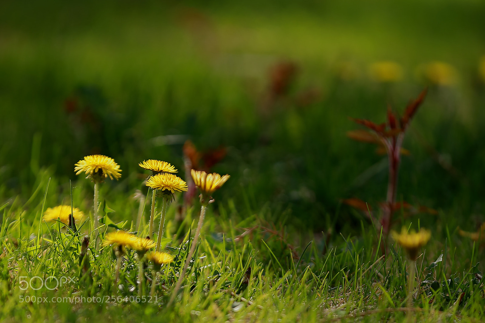Canon EOS 5D Mark IV sample photo. A photography
