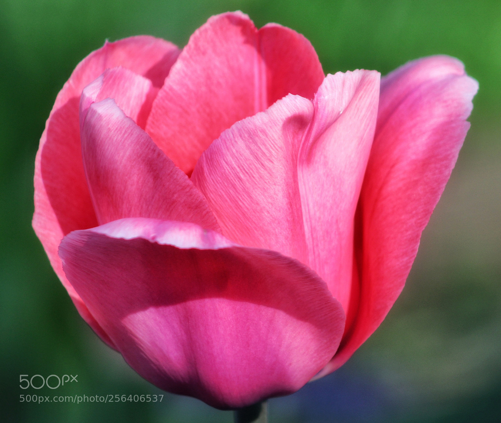 Canon EOS 1300D (EOS Rebel T6 / EOS Kiss X80) sample photo. Tulip photography
