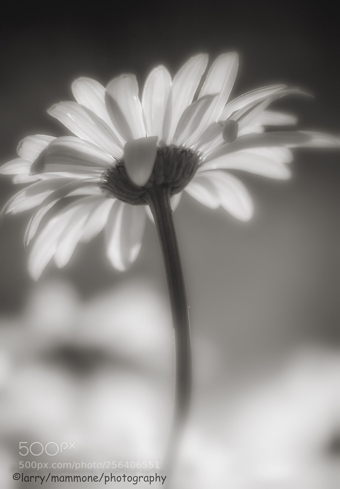 Canon EOS 40D sample photo. A petal for your photography
