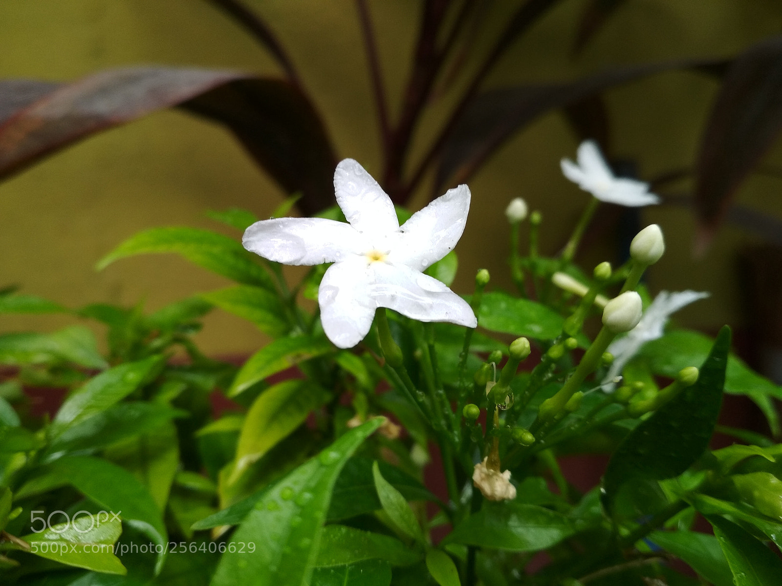 Xiaomi Redmi 4 Pro sample photo. Flower photography