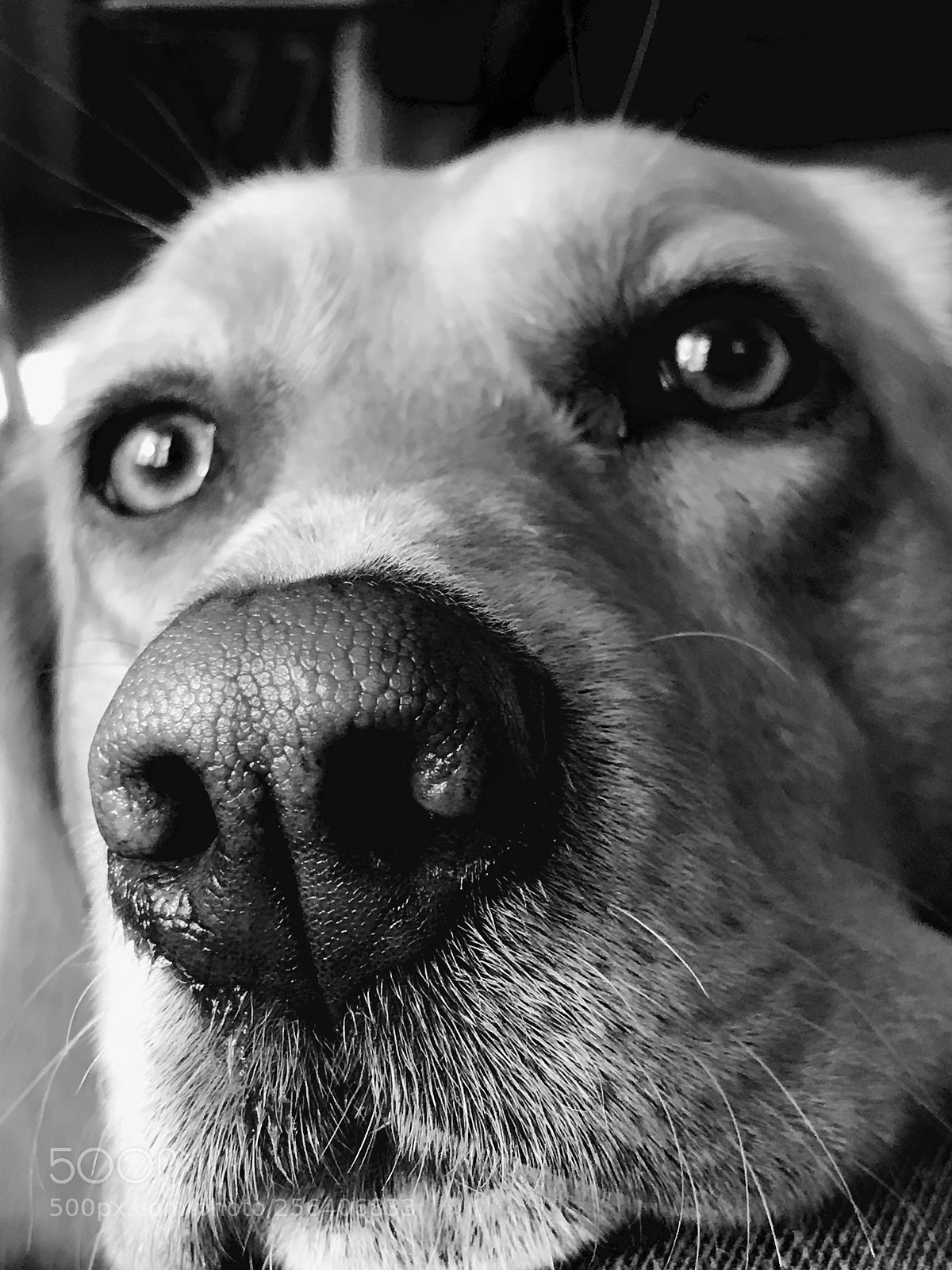 Apple iPhone 7 Plus sample photo. Happy birthday week piper photography