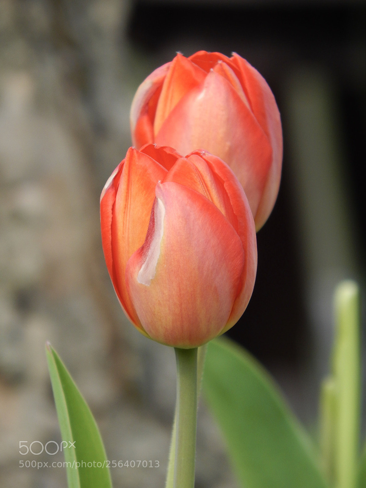 Nikon Coolpix L820 sample photo. Red tulips photography