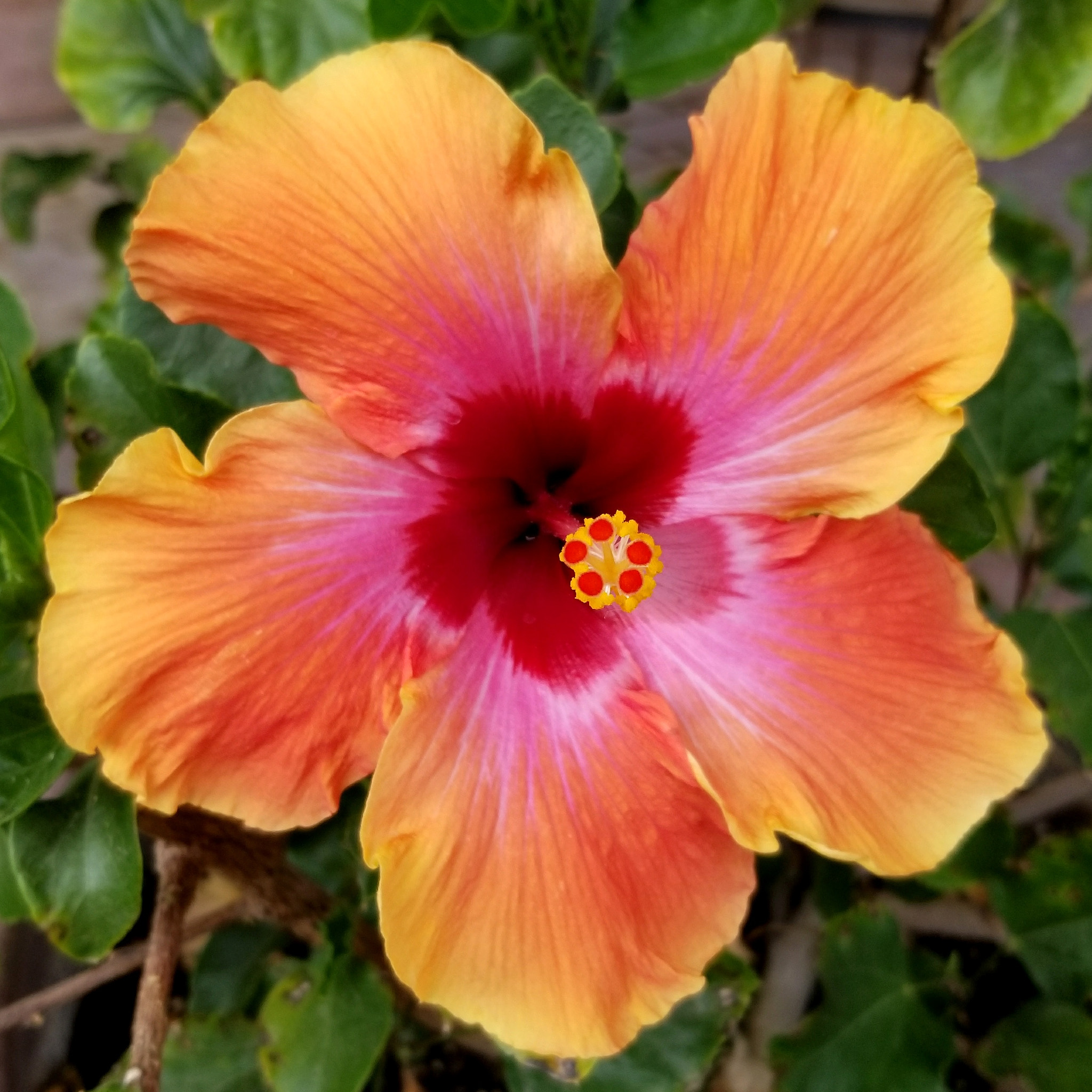 Samsung Galaxy S8 Active sample photo. Hibiscus photography