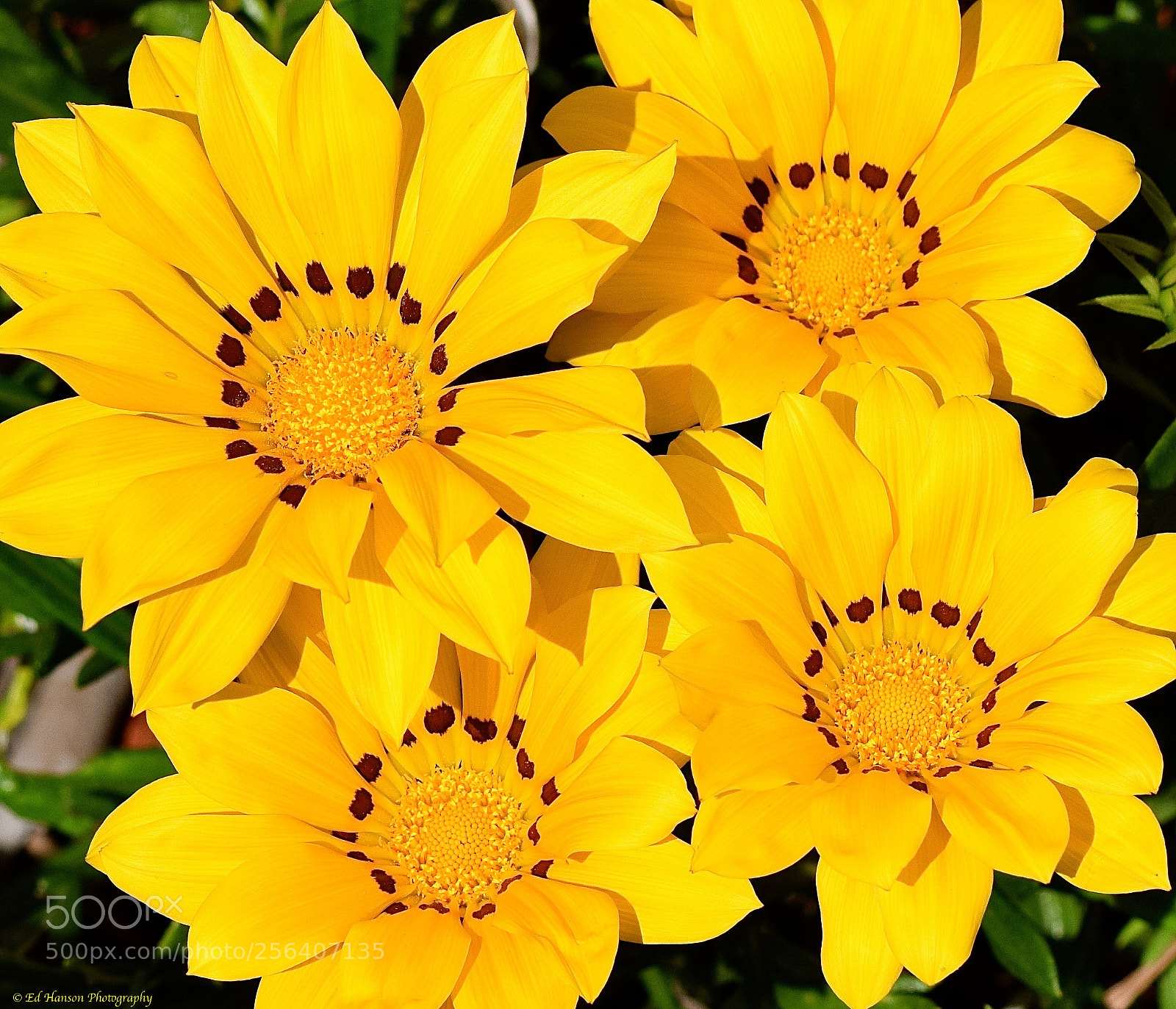 Nikon D3300 sample photo. Four bright beauties photography