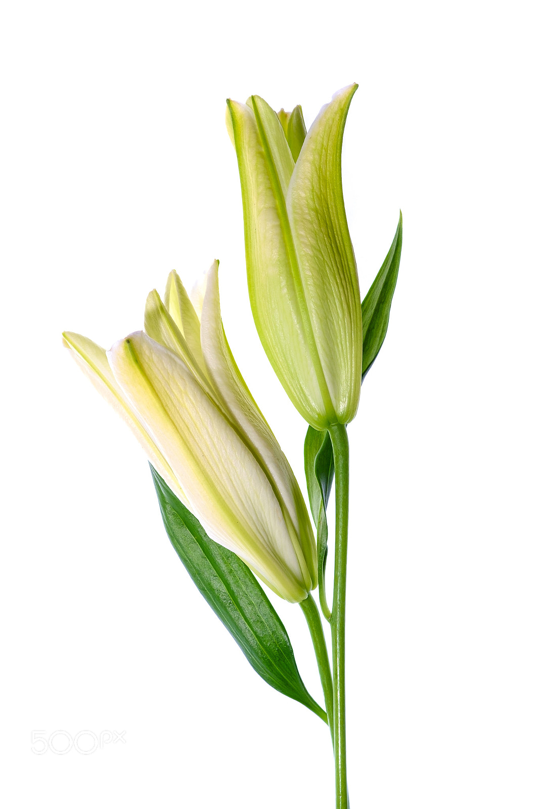 Fujifilm X-E1 sample photo. White oriental lily photography
