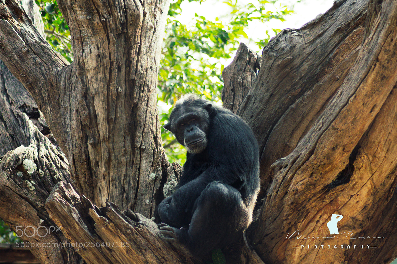 Nikon D3400 sample photo. Chimpanzee photography