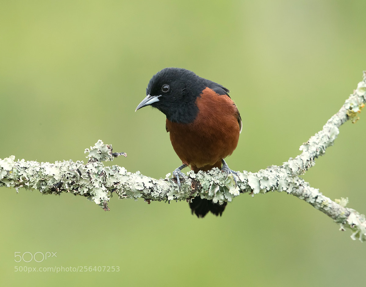 Canon EOS-1D X Mark II sample photo. Orchard oriole photography
