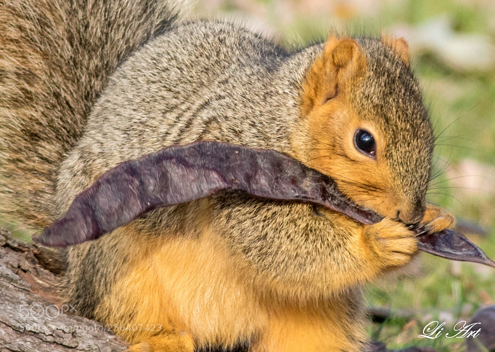 Canon EOS 7D Mark II sample photo. Yummy photography