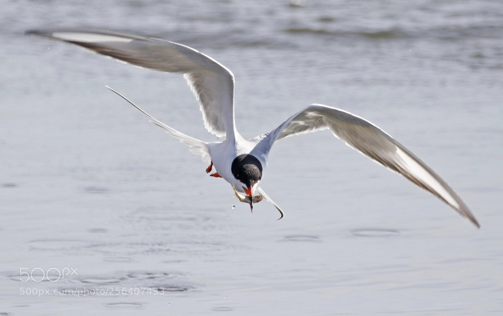 Canon EOS 7D Mark II sample photo. Forester's tern fishing photography