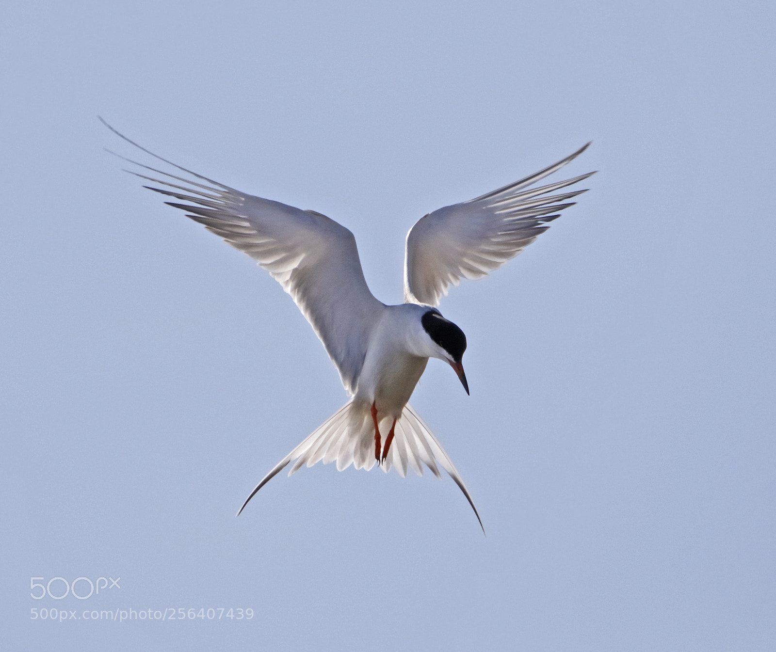 Canon EOS 7D Mark II sample photo. Forester's tern fishing photography