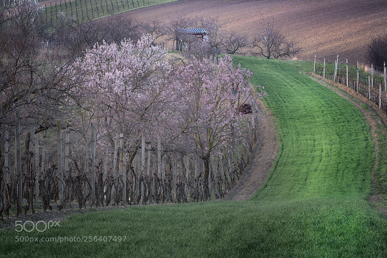 Nikon D610 sample photo. Spring fields and blossoms photography