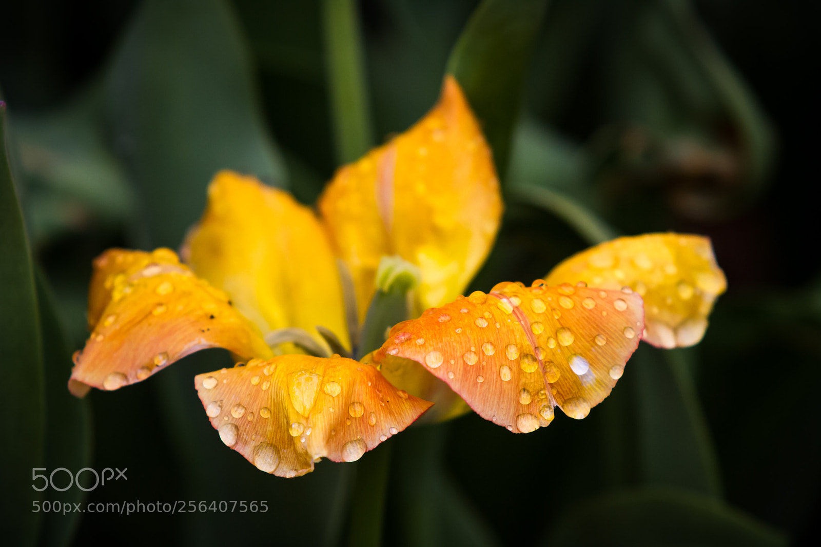 Canon EOS 7D sample photo. Spring photography