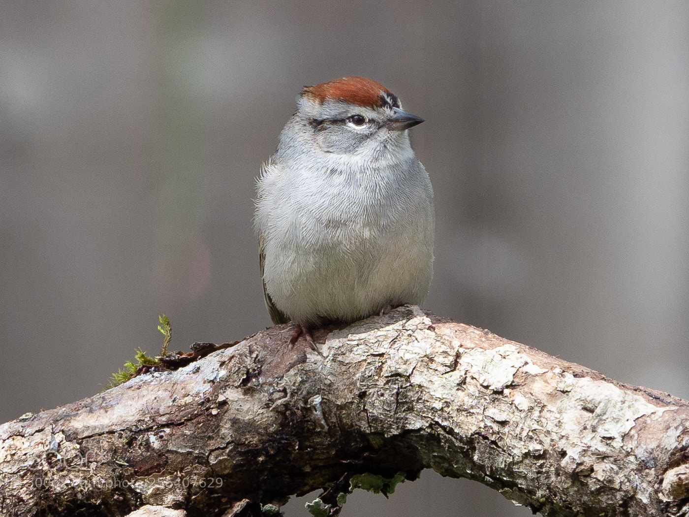 Olympus OM-D E-M1 Mark II sample photo. Chipping sparrow photography
