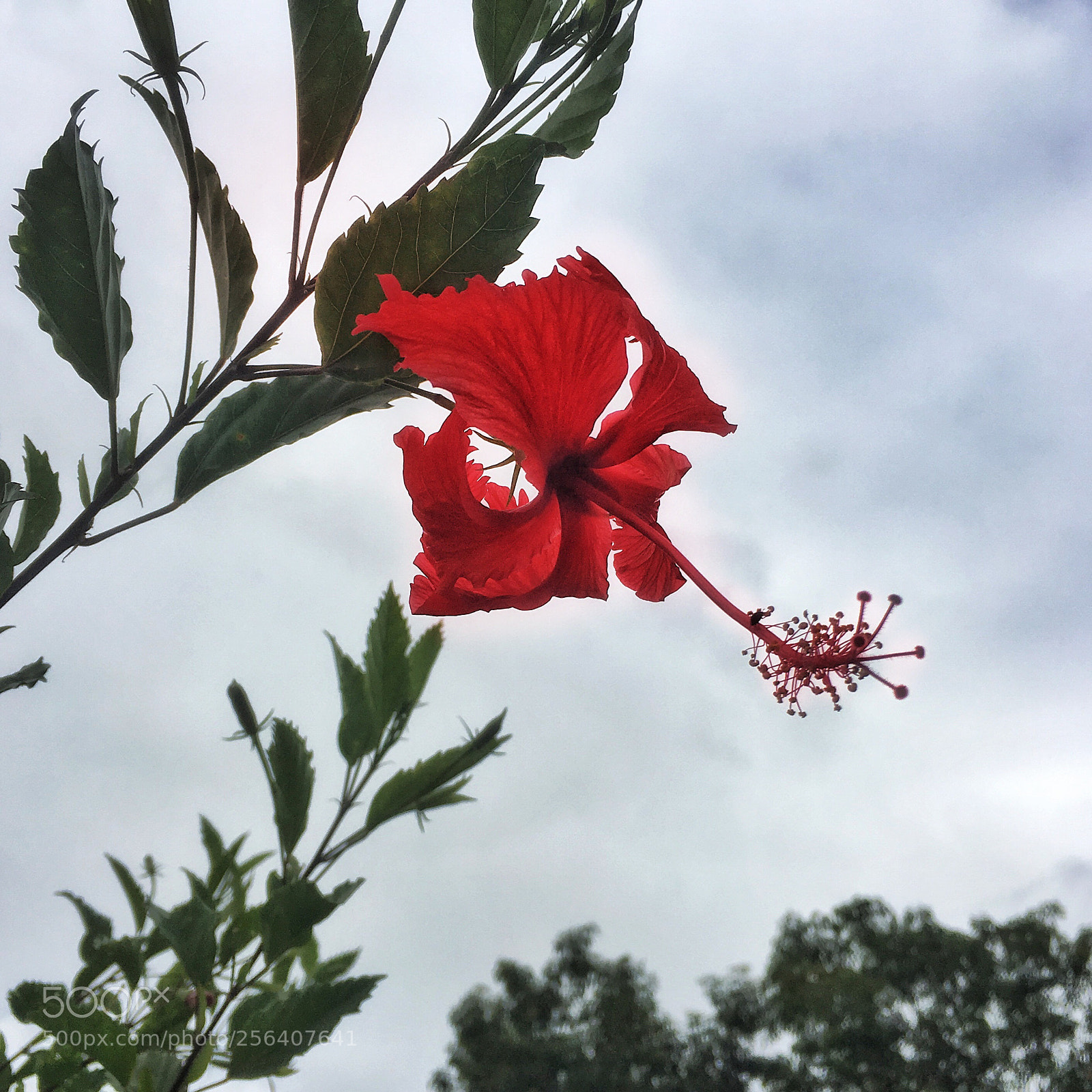 Apple iPhone 6s sample photo. Red photography