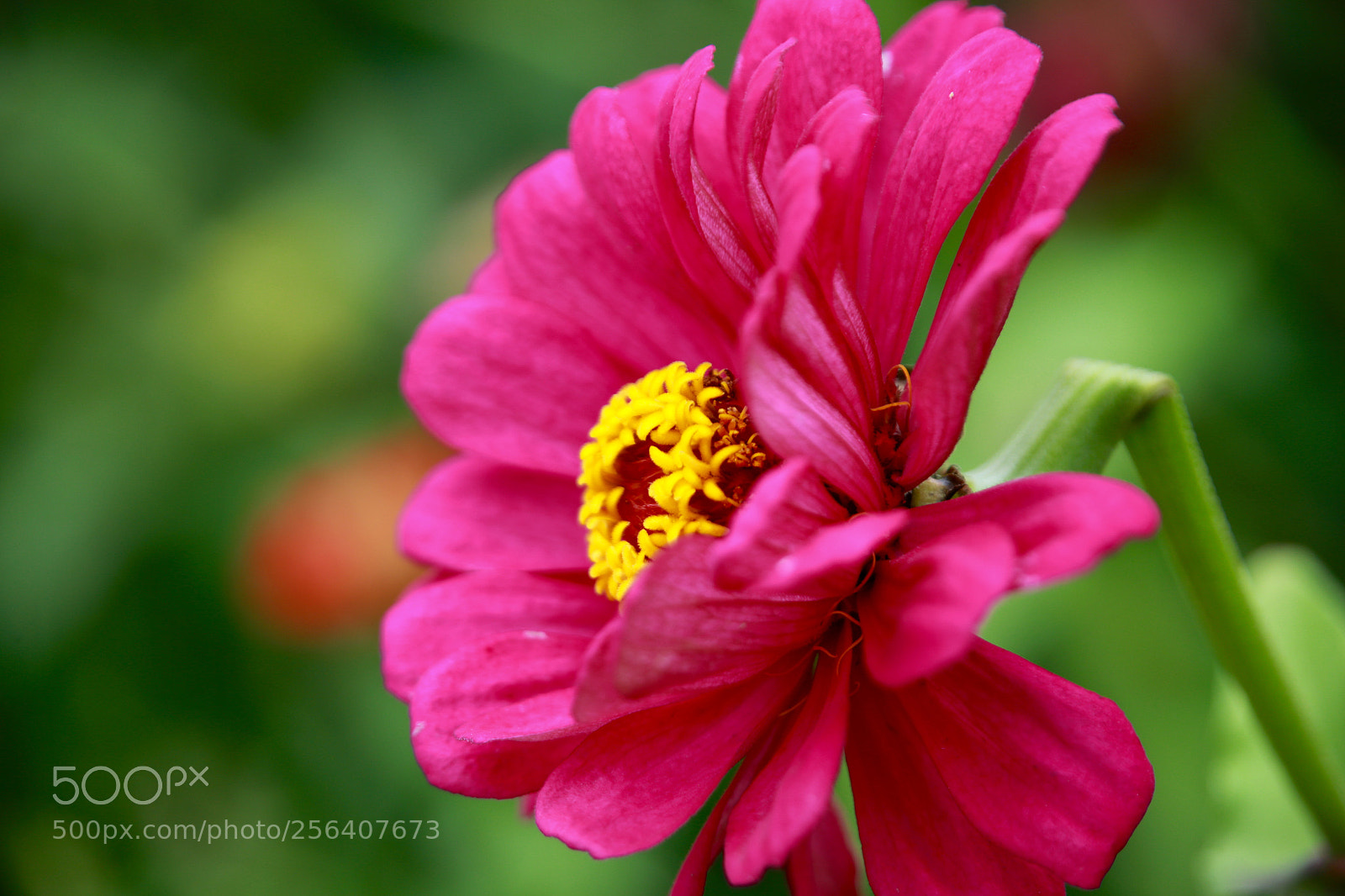 Canon EOS 6D sample photo. Untitled photography