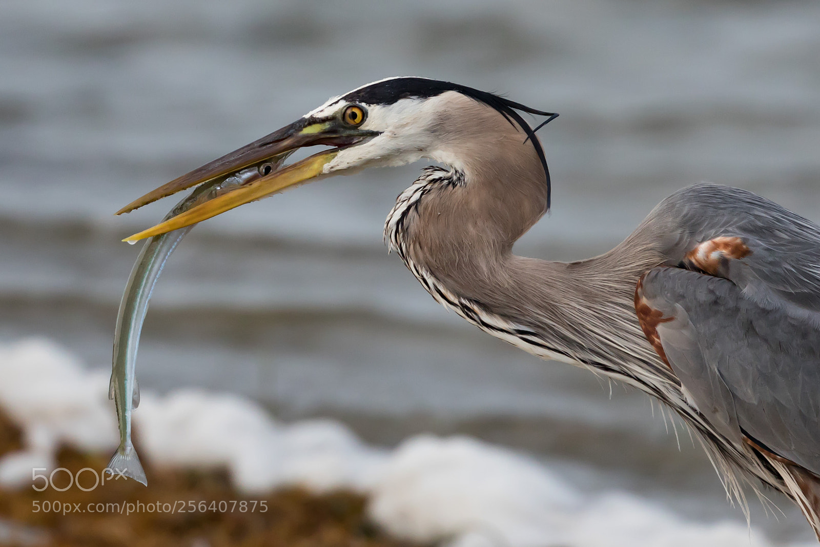 Canon EOS 5D Mark IV sample photo. Heron photography