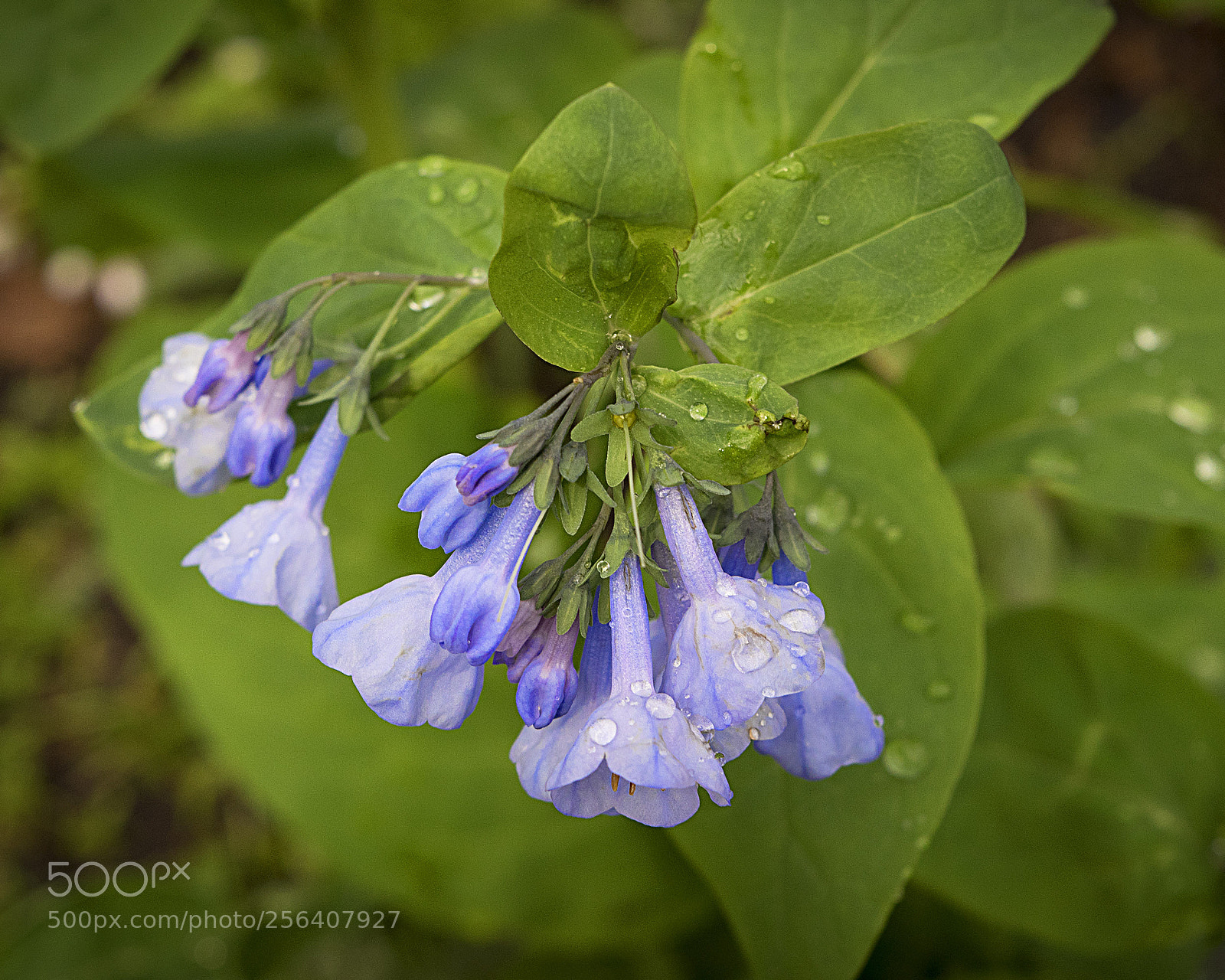 Nikon D3300 sample photo. After the spring rain photography