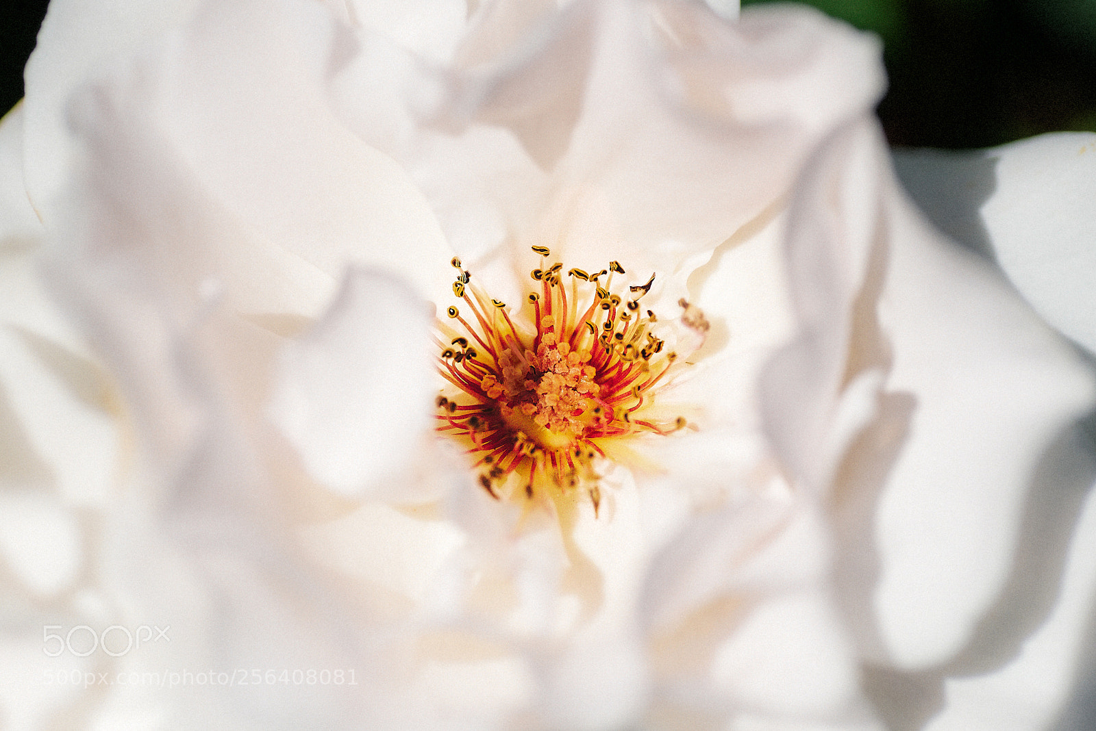 Nikon D750 sample photo. Center of life photography